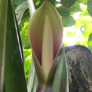 Meet your Posher, Roger